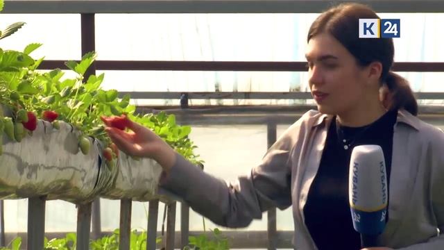 Кубань 24 Новости