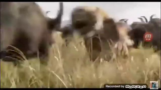 Багира и Шерхан