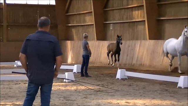 Mon Rêve Mansolein: Glock's Toto junior x Democraat x Whinny Jackson смотреть онлайн