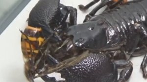 СУМАСШЕДШИЕ БИТВЫ НАСЕКОМЫХ! ЧАСТЬ 2! ШЕРШЕНЬ VS СКОРПИОН VS ЖУК! КТО ПОБЕДИТ?