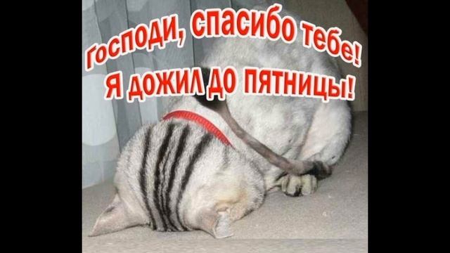 Юмор.Веселое настроение открытка для Позитива. Пошли домой, Пятница же... смотреть онлайн