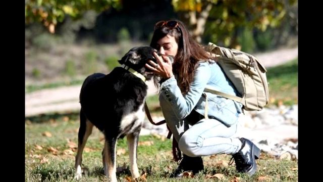 Окаменевшая дворняжка даже не думала, что ее жизнь может измениться… смотреть онлайн