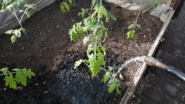 Колыбельная для томатов))). смотреть онлайн