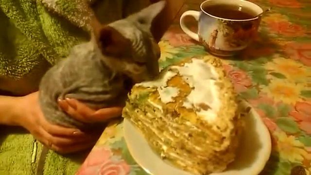Sphynx cat have cake / Сфинкс кушает тортик смотреть онлайн