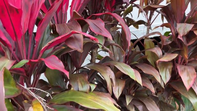 Cordyline Plants | FNQ AUSTRALIA смотреть онлайн