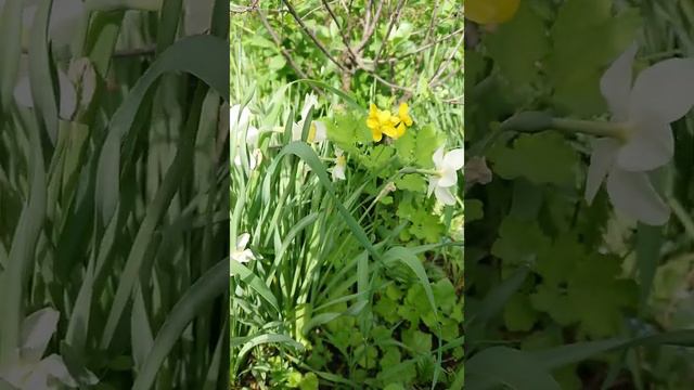 КРАСОТА ПРИРОДЫ 🌸 цветущая вишня 🌳нарцисс купавка УРАЛ☀ МУЗЫКА ДЛЯ ДУШИ 🎶 RELAXING MUSIC AND NATURE смотреть онлайн