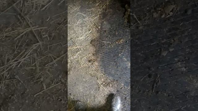 резиновые полы для коров смотреть онлайн