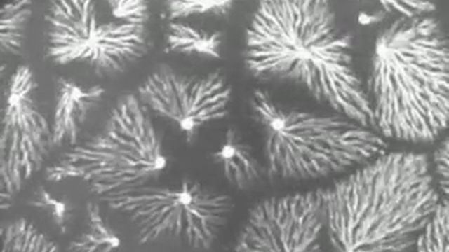 Cell signaling/spiral waves in Dictyostelium смотреть онлайн