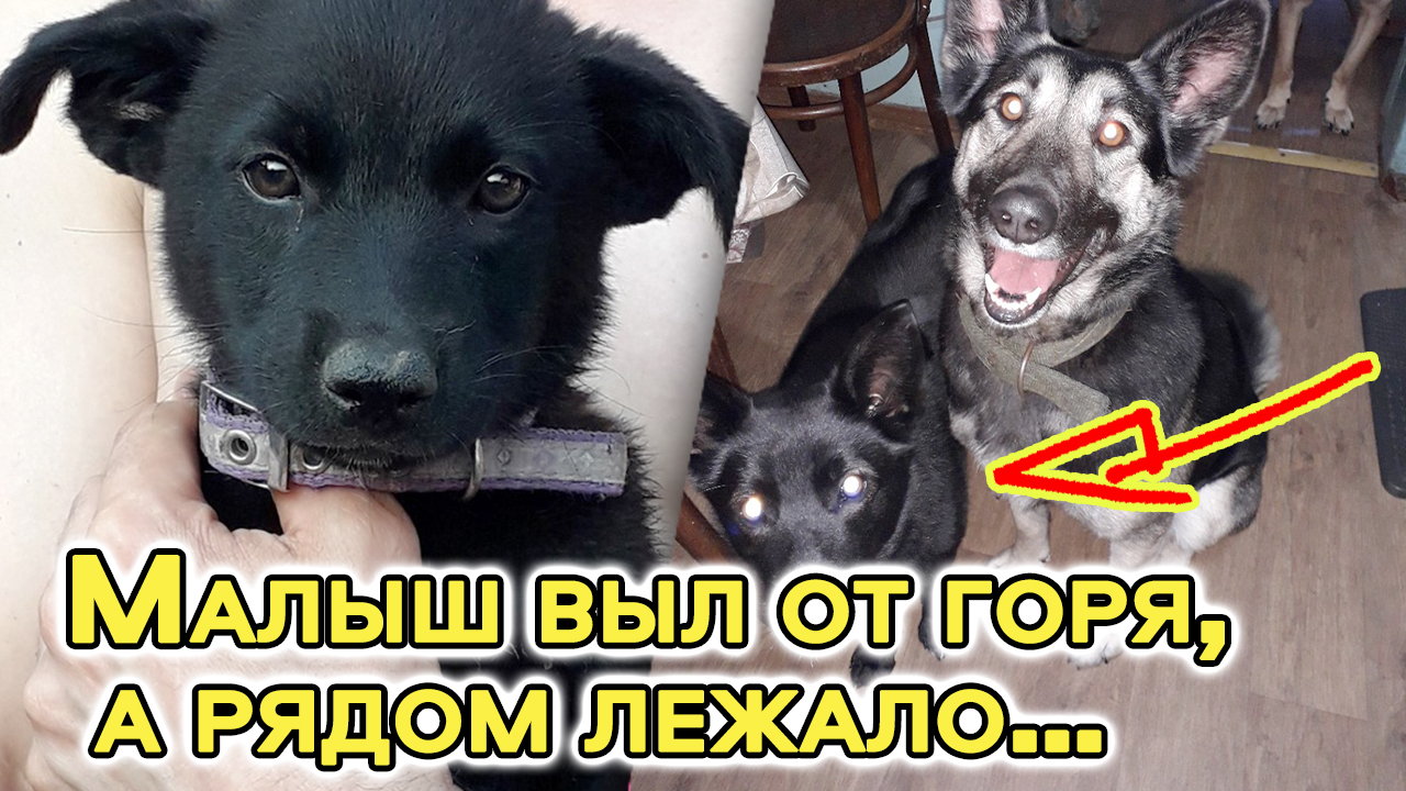 Собаки рванули к кустам, чтобы показать хозяйке щенка в яме… Малыш выл от горя, а рядом лежало тело смотреть онлайн