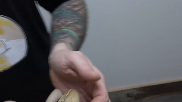 **Featured Morph ** Freeway Ball Python !! 2021 смотреть онлайн