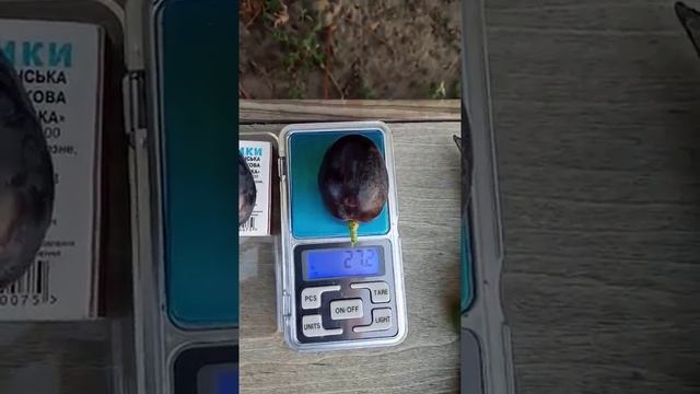 Размер и вес ягоды сорта винограда Торнадо 28 августа 2020 виноградник Щереденкова В. А смотреть онлайн