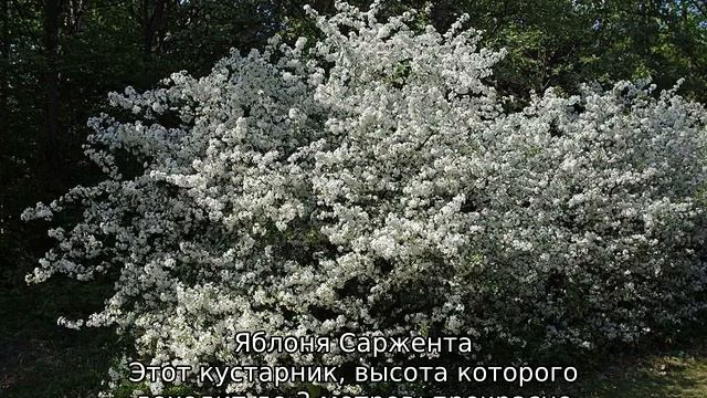 Декоративная яблоня смотреть онлайн