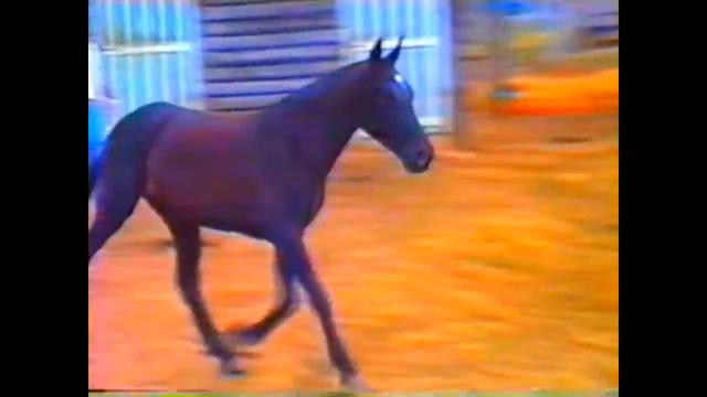 Gardenia 2 da Terra Quebrada смотреть онлайн