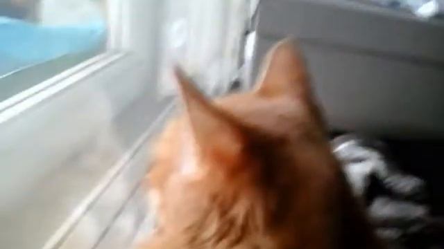 5 важных вопросов /как уговарить родителей купить котенка? смотреть онлайн