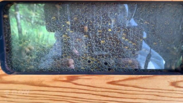 Queenless hive? Installing a queen ?? смотреть онлайн