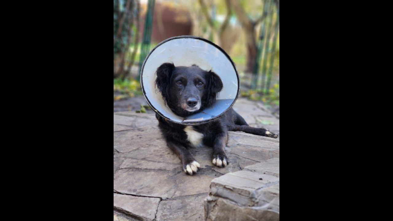 Джины больше нет Фреди завис в Испании, я не знаю что делать. смотреть онлайн