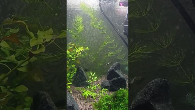 аквариум на 20 литров смотреть онлайн