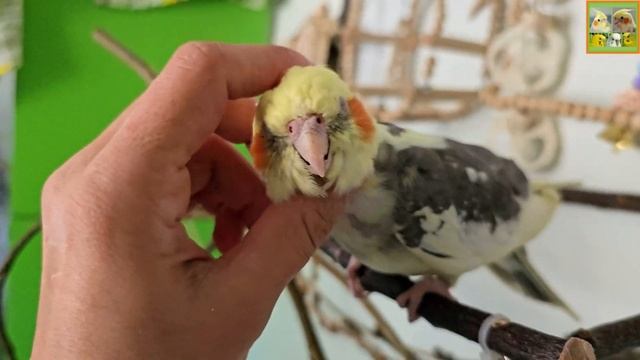 Funny Parrotszotti 290. Life of Cockatiels and budgies. Жизнь корелл и волнистых попугаев смотреть онлайн