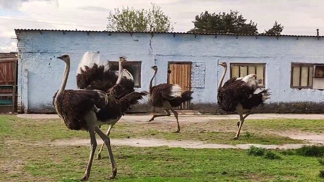 Брачные танцы страусов. смотреть онлайн