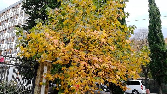 Так быстро наступила осень. смотреть онлайн