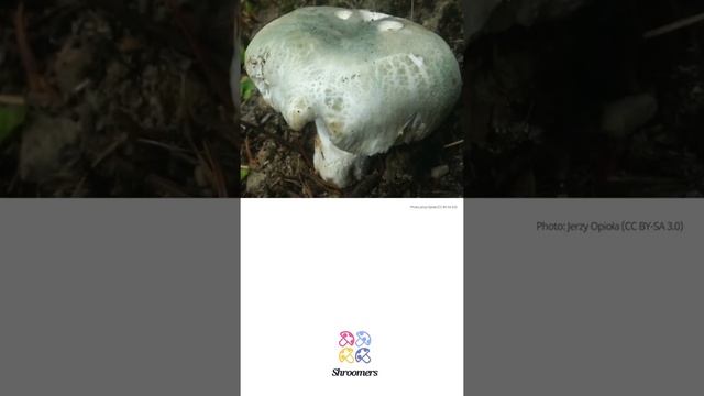Greencracked brittlegill (Russula virescens) | Sensory | Practical Short Profile | Shroomers смотреть онлайн