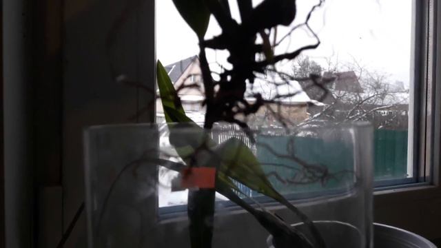 Что нового у моих реанимашек ? смотреть онлайн
