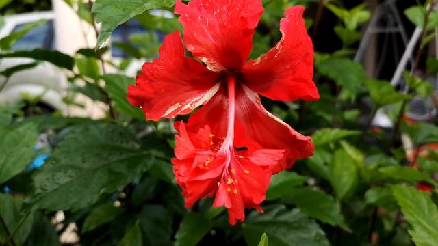 Hibiscus Timelapse | Nov 5, 2018 смотреть онлайн
