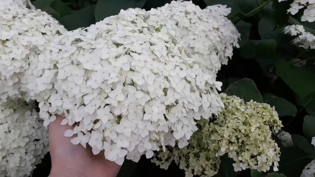 ГОРТЕНЗИЯ ДРЕВОВИДНАЯ смотреть онлайн