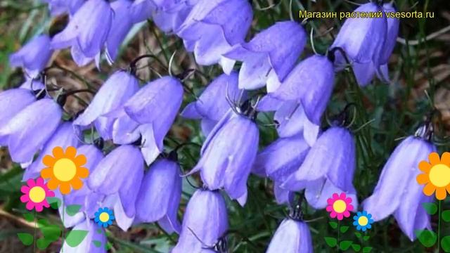 Колокольчик ложечницелистный Бавария Блю. Краткий обзор campanula cochleariifolia Bavaria Blue смотреть онлайн