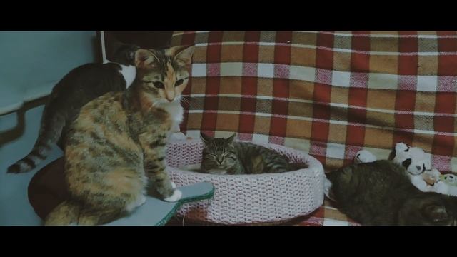 Кот и Дом "СЕРАФИМ" Приют для кошечек Архангельск, Северодвинск. смотреть онлайн