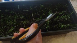 Две стрижки лука ЭКСИБИШЕН. Когда? Как и Зачем нужно подстригать лук. ЧАСТЬ 2