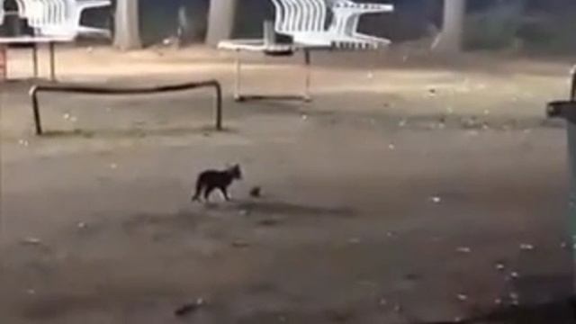 1000084790.mp4Прыг-скок 😜 смотреть онлайн