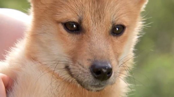 Шалайка. Собака Сулимова!