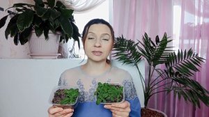 КАК вырастить ГЕЛИОТРОП?