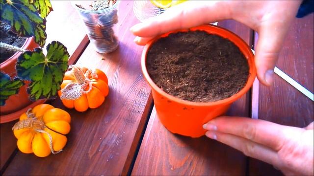 Лимонное дерево из косточки. смотреть онлайн