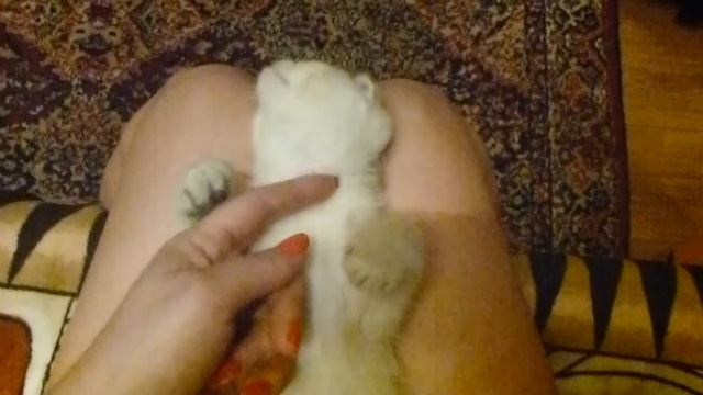Ласковый котенок шиншиллка! смотреть онлайн