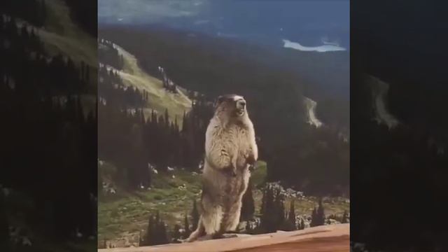 орущий суслик