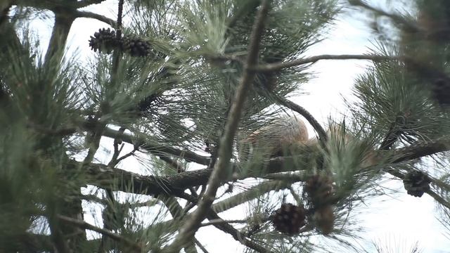 Обыкновенная белка / red squirrel. смотреть онлайн
