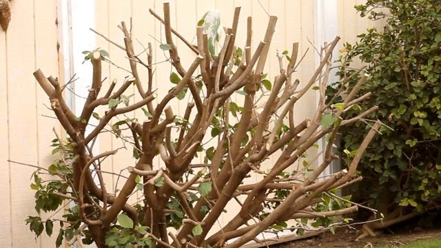 How to Prune and Maintain Tropical Hibiscus смотреть онлайн
