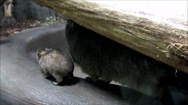 Капский даман с малышом. 10.10.19 г. смотреть онлайн