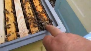 как обновить часть гнездовых рамок или полностью гнездо в улье Дадана на 12 или на 10 рамок