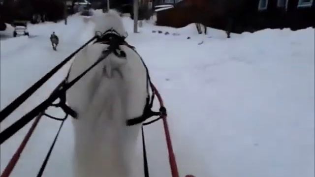 Конный прокат на санях.Новогодний конный прокат.Конный прокат на пони смотреть онлайн