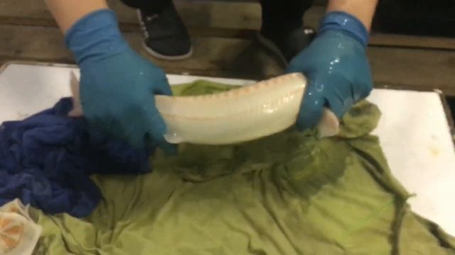 УЗВ/ ДЕЛАЕМ УЗИ ОСЕТРАМ АЛЬБИНОСАМ/ ПРОВЕРЯЕМ НА СОЗРЕВАНИЕ. смотреть онлайн