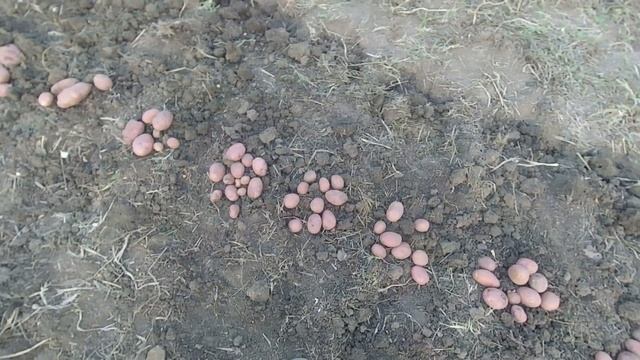 Картофель Эволюшн.