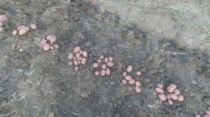 Картофель Эволюшн.