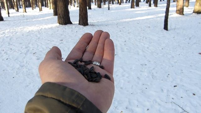 Синицы, гаички и московка, полюбившая мой палец :) смотреть онлайн