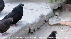 Мелитопольские голуби. Телефонный разговор.