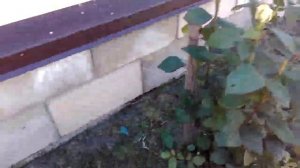 ?Бело роза без шипов. Бутоны не опадают.