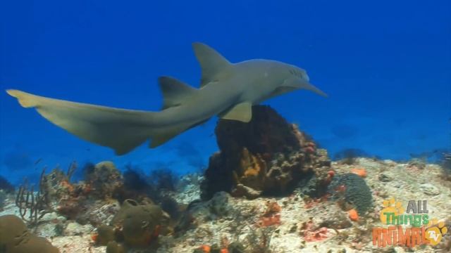 * SHARK * | Animals For Kids | All Things Animal TV смотреть онлайн