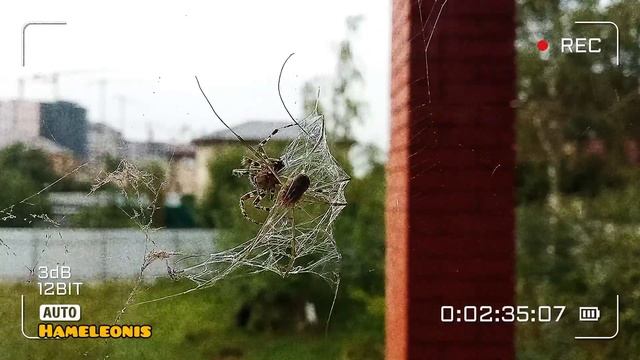 „Пауки любят музыку точно так же, как и большинство наших композиторов, если понимаете…“ — Эрик Сат смотреть онлайн